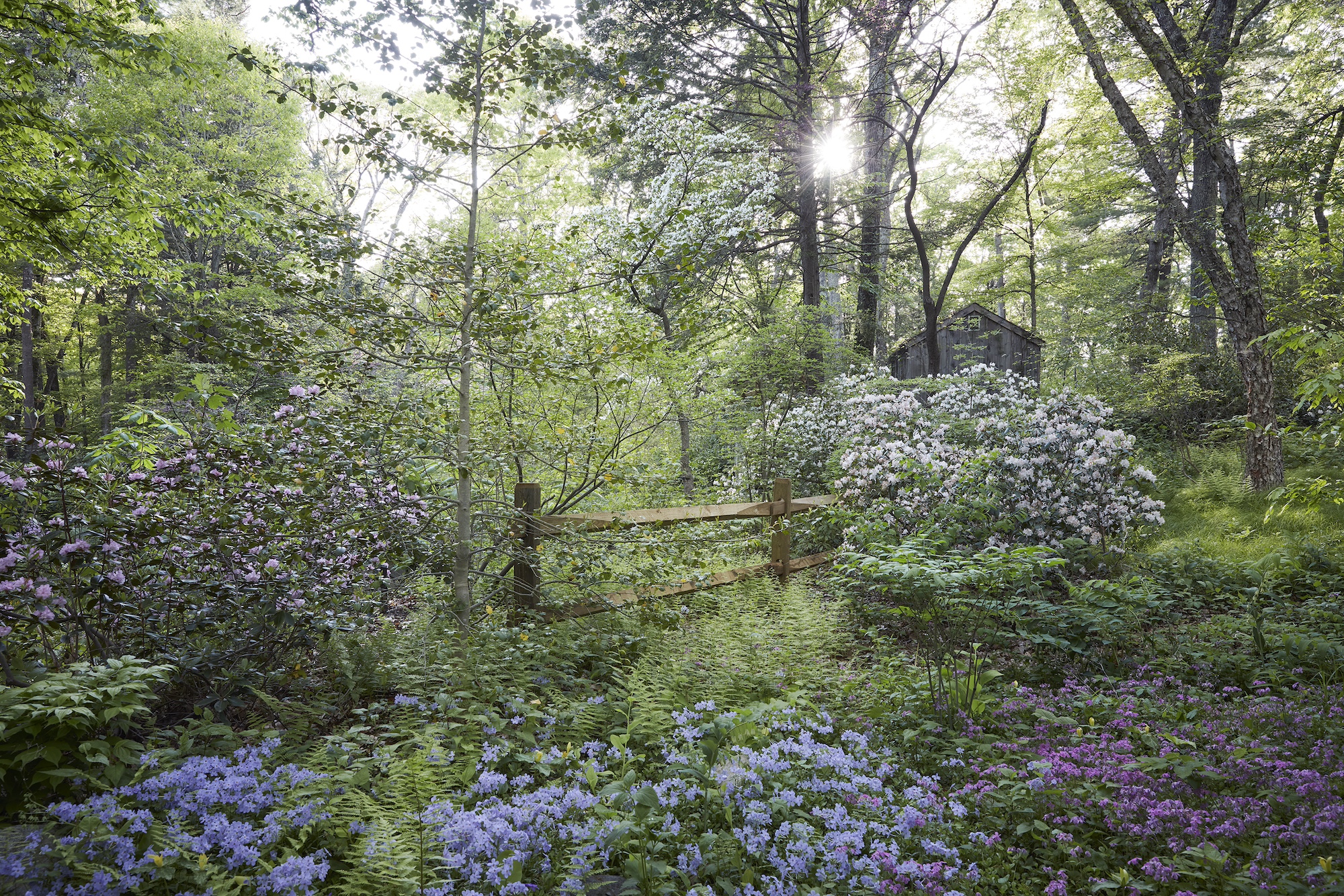 Ecological Horticulture: Native Plant Trust’s Tim Johnson Explains Why You Should Embrace Your Inner Ethical Radical