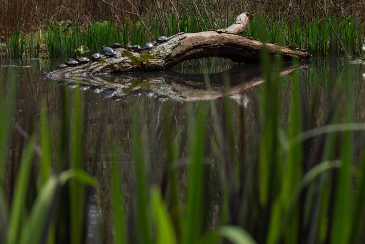 It’s turtles all the way down—or at least all the way down this log in a lily pond. These native painted turtles,  surrounded by native iris foliage, need clean, freshwater habitat to survive. To protect turtles and other wildlife, avoid all pesticides and chemical fertilizers, which pollute waterways and are harmful to the ecosystem. Photograph by Uli Lorimer.