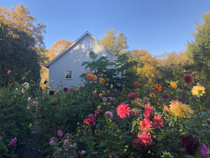 Voluptuous blooms in what she calls