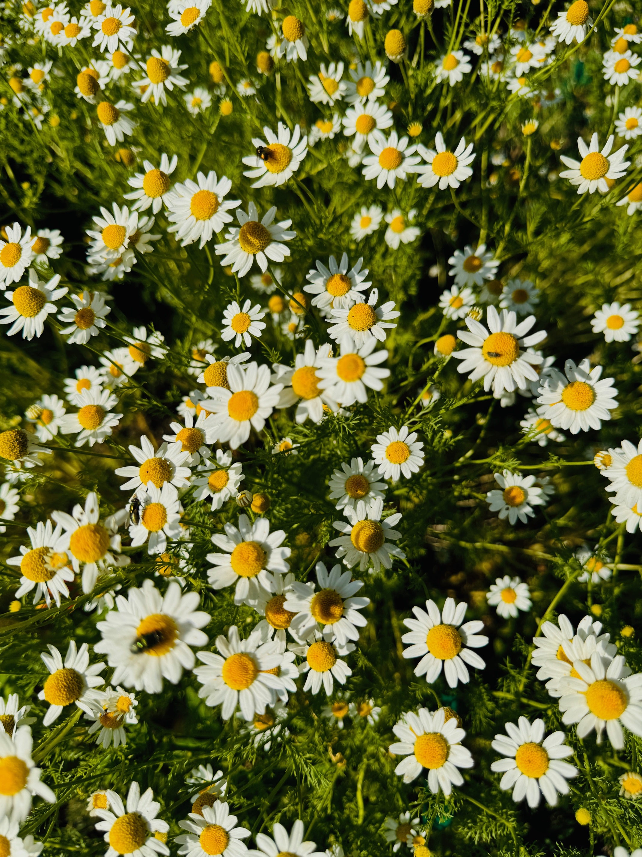 The Best Beginner-Friendly Medicinal Plants to Grow for Tisanes and Teas
