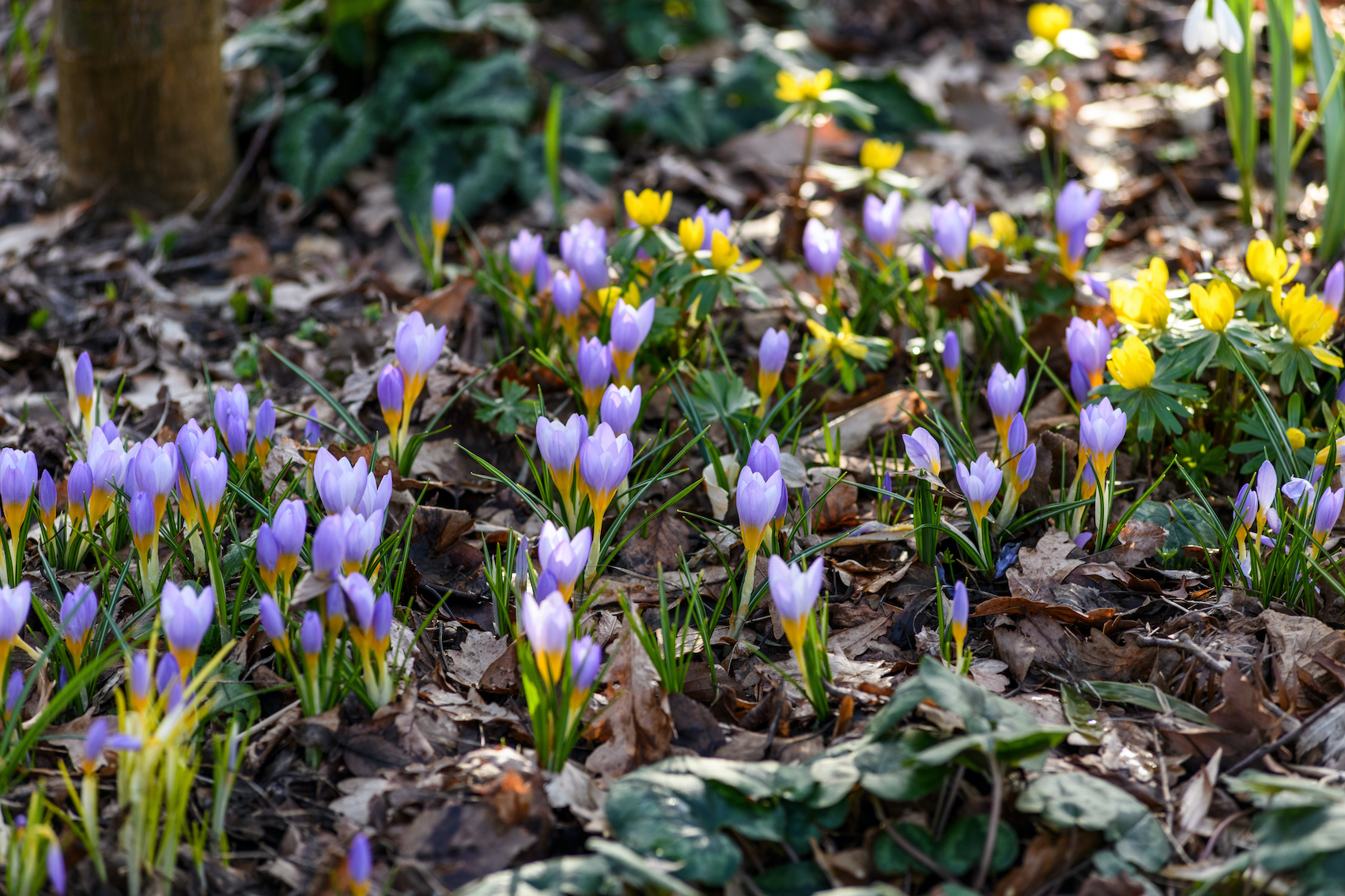 ‘A Year in Bloom’: The New Book’s Contributors’ Share Their Favorite Bulbs to Naturalize in the Spring