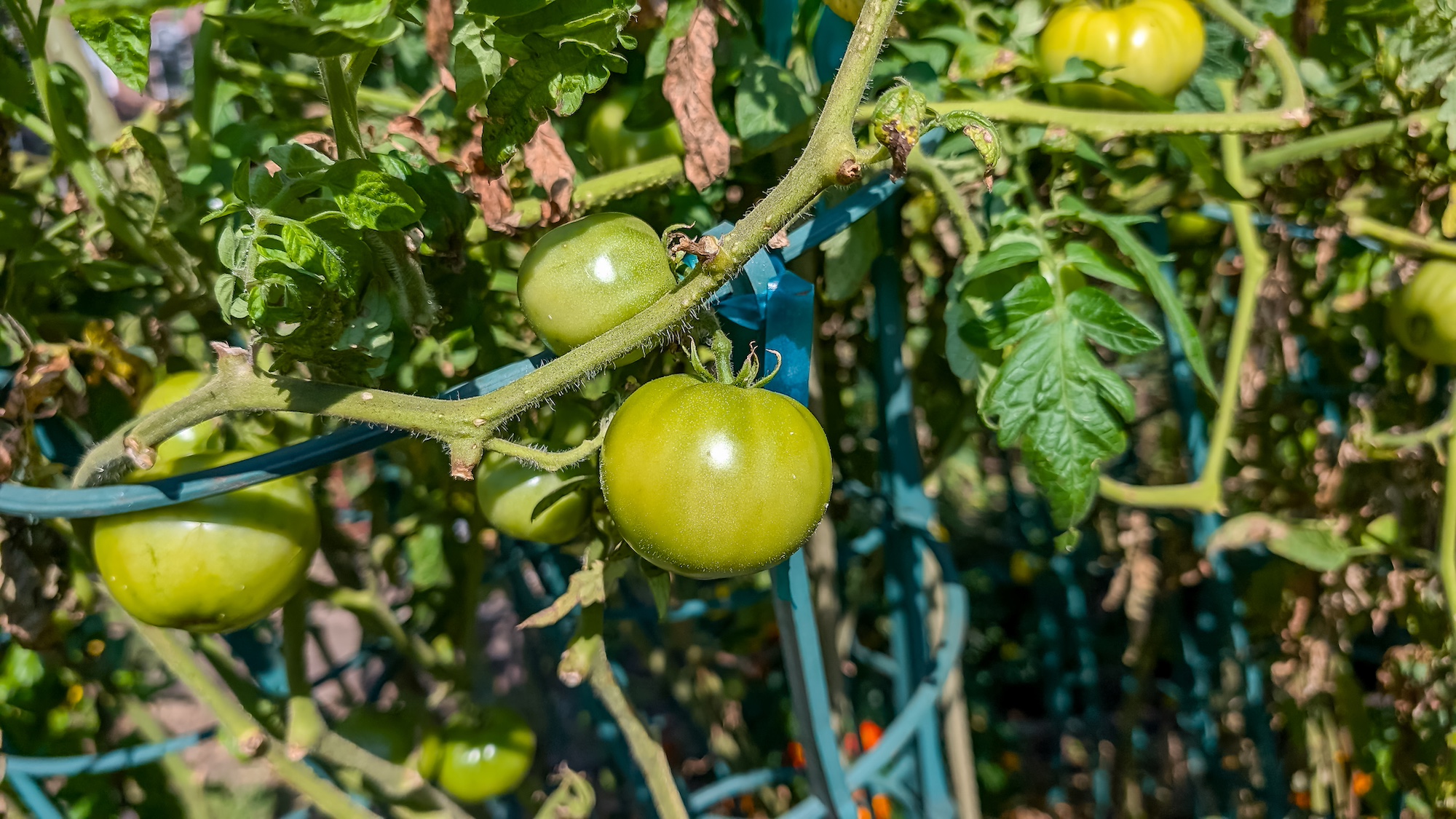 How to Ripen Green Tomatoes on the Counter: Best Tips for Speeding Up ...