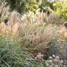 It's Time to Rethink Our Love of Miscanthus