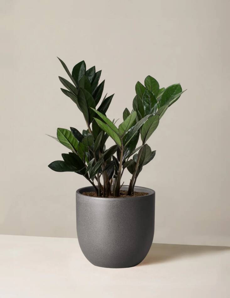 Dark Colored Houseplants The Best Weird and Spooky Plants for the Home