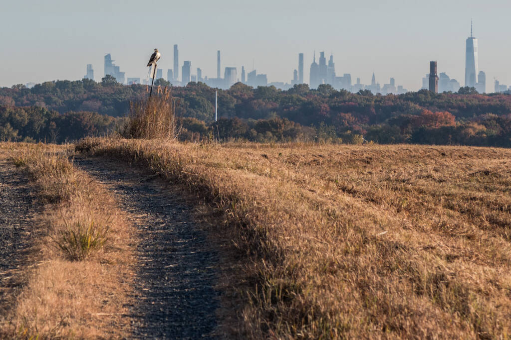 Fresh Kills in Staten Island: A Park Built on a Landfill, Now Teeming