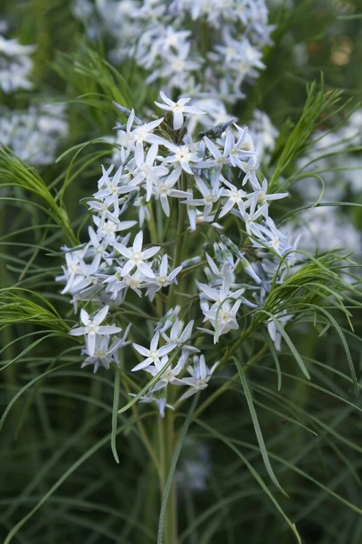 A Growing Guide for Bluestar, A Native Perennial