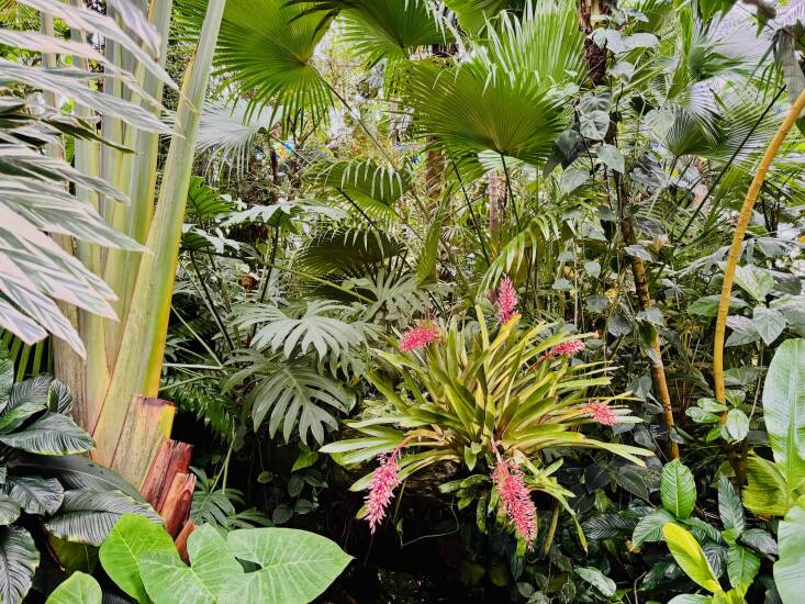 The Lowland Tropics mimics warm, steamy jungles and here among the lush layers you will discover tropical fruits cascading from branches, rare Cycads, and the towering 100 year-old giant Imperial philodendron and a pygmy date palm from San Francisco’s 1915 Panama-Pacific International Exhibition.