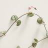 5 Favorites: Heart-shaped Plants