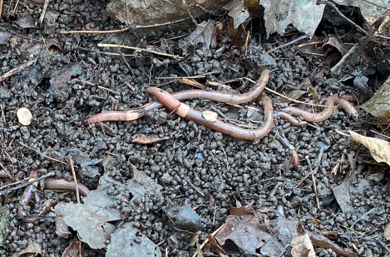 Sasing Worm A New Invasive Species? Here's What You Need to Know About Jumping ...