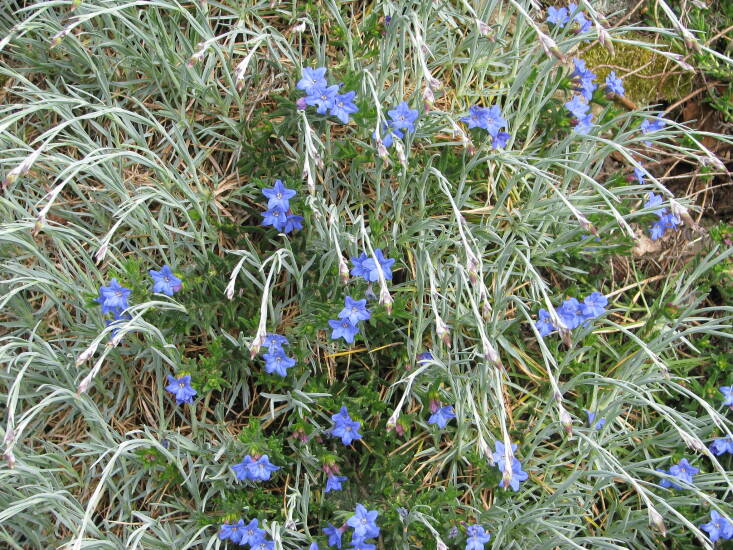 Lithodora mingling with dianthus. Photograph by Peganum via Flickr.