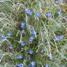 Gardening 101: Lithodora