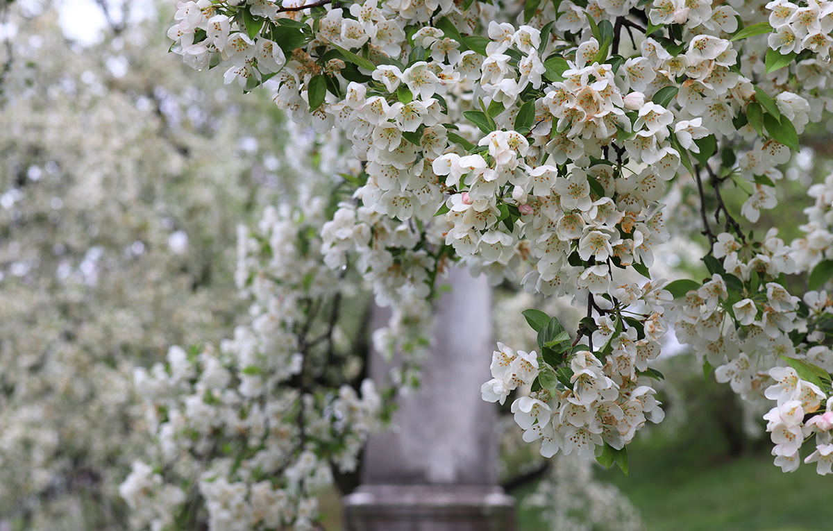 Trees With White Flowers: Our Favorite Blooming Trees