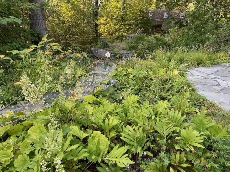 After Gamell removed the tarp, this area now features sensitive fern from wild transplants from the site, and many other grasses and wildflowers established from plugs and natural recruitment. Sweetfern and bayberry shrubs grow on the hillside and some non-native Japanese anemone &#8\2\16;Honorine Jobert&#8\2\17; and autumn moor grass (Sesleria autumnalis) have been added as ornamentals. 
