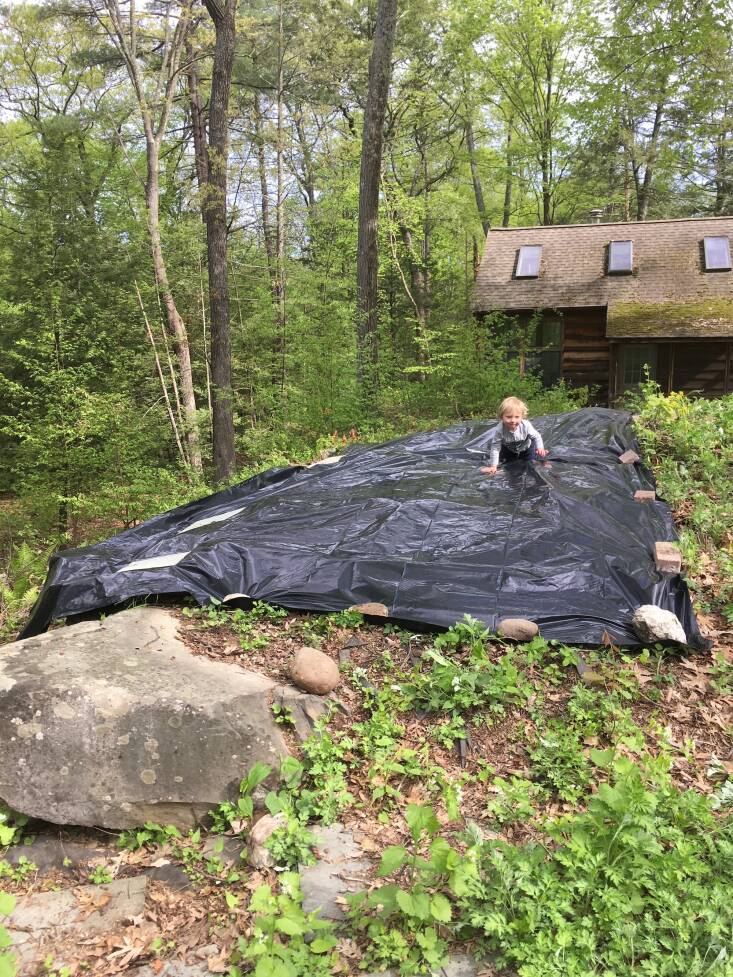  Above: This is the day the 5-ml thick black plastic tarp was installed atop a mature stand of mugwort at landscape designer Ashley Gamell&#8\2\17;s property. Inspired by artists like Christo and Jeanne-Claude and Yayoi Kusama, Gamell hopes artists will team up with horticulturists to create beautiful tarps, preferably not made from plastic.  Photograph by Ashley Gamell.