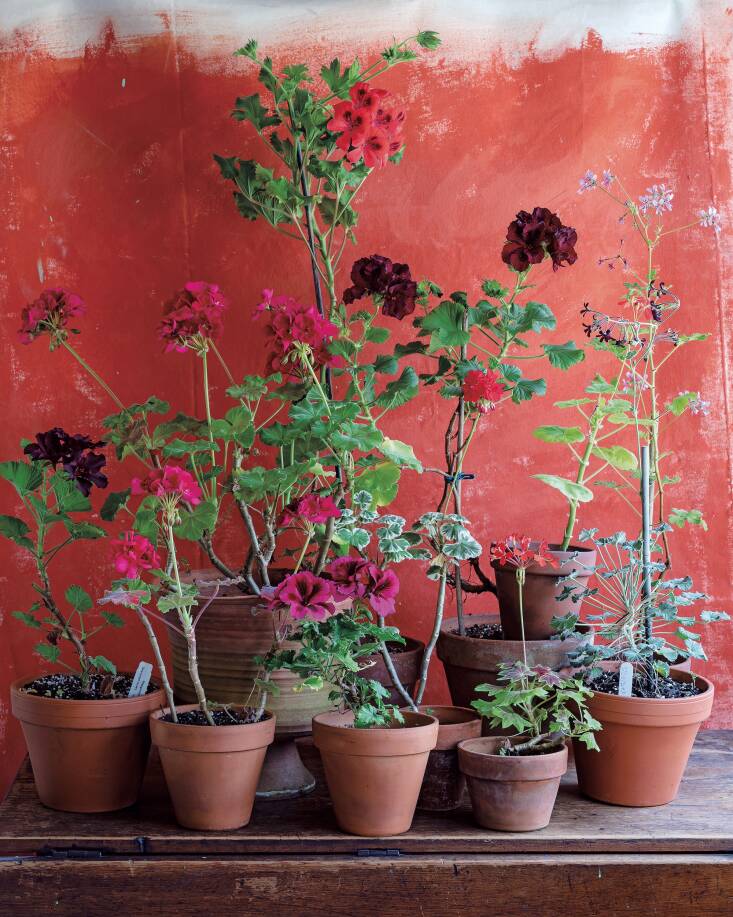 Palmer describes having “a pivotal moment with pelargoniums” while visiting the Olson House in Cushing, Maine, which was the location for Andrew Wyeth’s painting \2\20;Christina’s World\2\2\1;: “On wooden shelves built into one of the kitchen windows was a grouping of bright red pelargoniums in terra-cotta pots, placed in honor of the plants Wyeth painted while he visited the family,” Palmer writes. “I was incredibly moved by this connection to history.”
