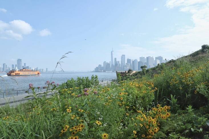 The following year after solarization, the hill is abloom with native flowers. Photograph by Logan Fisher, courtesy of the Trust for Governors Island.