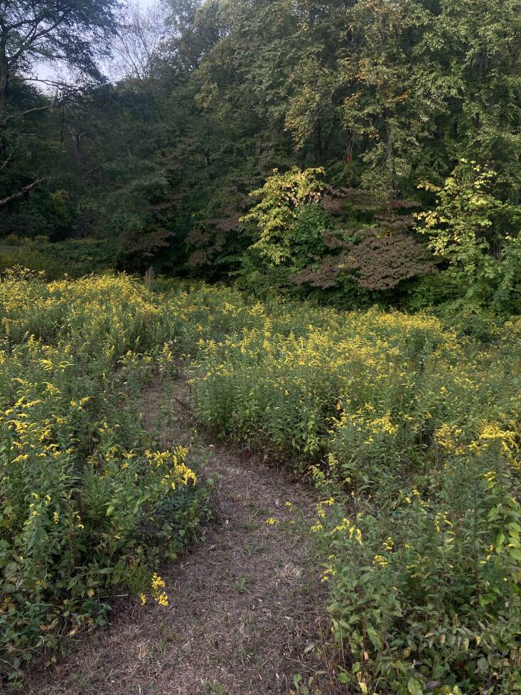 At the end of the season, with some areas cut back further than others, wrinkle leaf goldenrod blooms and the fall foliage of flowering dogwood provides a contrasting background. Photograph by Mia Wendel-DiLallo.