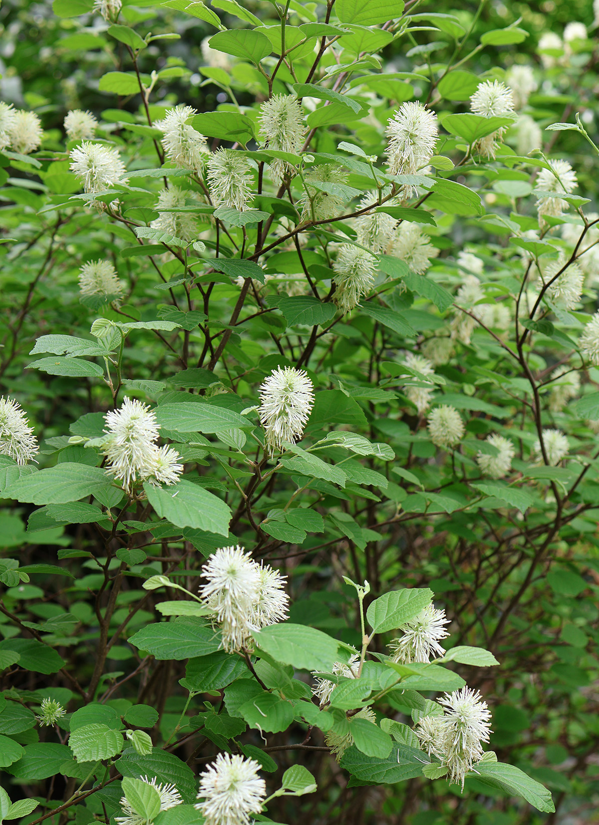12+ Flowering Shrubs For The Shade Our Favorite Flowering Shrubs for the Shade Garden - Improve My Home 24