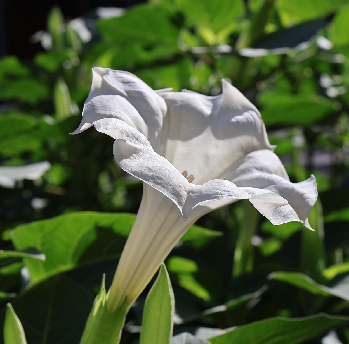 Datura: How to Grow Devil's Trumpet Flower, a White Bloom with a Sweet  Perfume