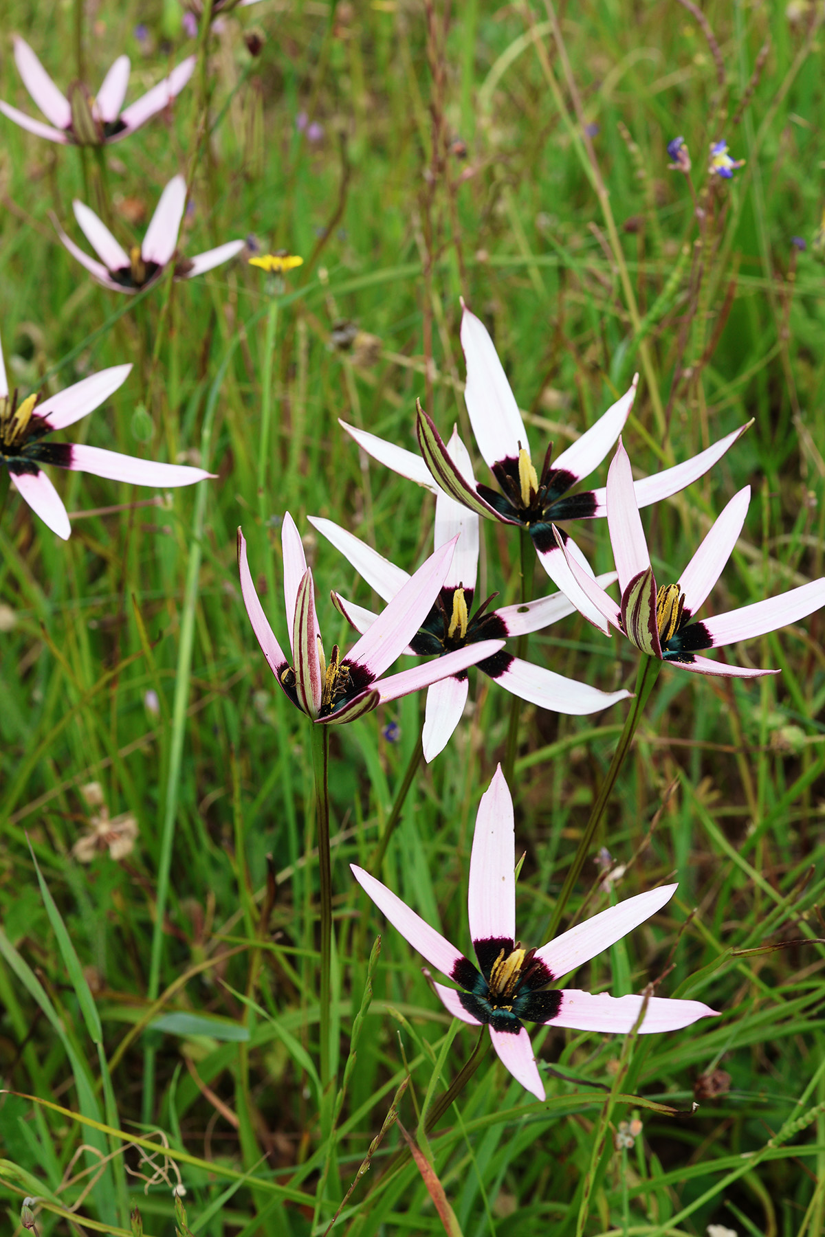 A Stunning Botanical Hotspot: Waylands Wildflower Reserve in