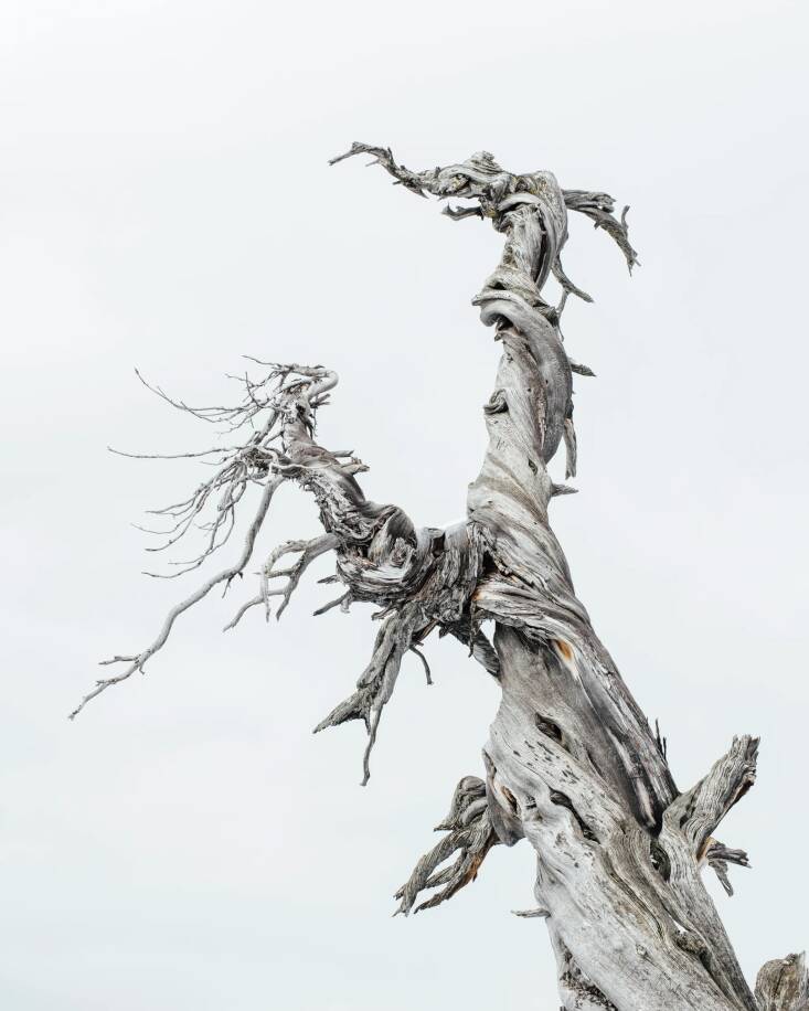 Laura says she loves photographer and archivist Brian Kelley\2\17;s mission and work: \2\20;Using photography, videography, and audio recordings, the Gathering Growth Foundation was created to capture and archive some of the most iconic lesser-known old growth trees and forests in the United States\2\2\1; according to his website. His Jardine Juniper Print is \$\100.