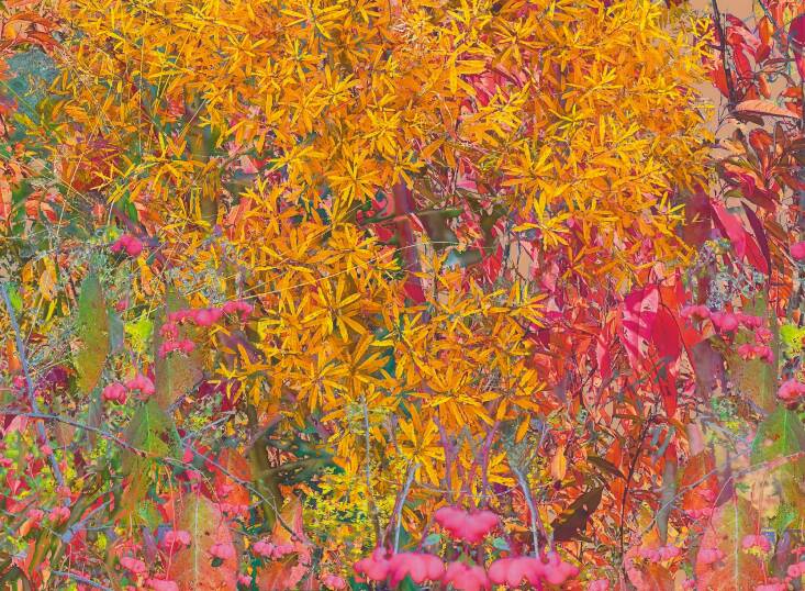 “Plants abstracted in this collage include Salix humilis (prairie willow), Euonymus atropurpureus (eastern wahoo), Rosa × medioccidentis (Midwest Rose), and Cornus amomum (silky dogwood)—all here at Three Oaks. I start by collecting images from my phone and camera, then importing them into Procreate on my iPad. Once I’ve manipulated the images into layers and abstracted them with various brushes and techniques in Procreate, I’ll export them for final processing in Photoshop or Lightroom,” explains Norris of his process.