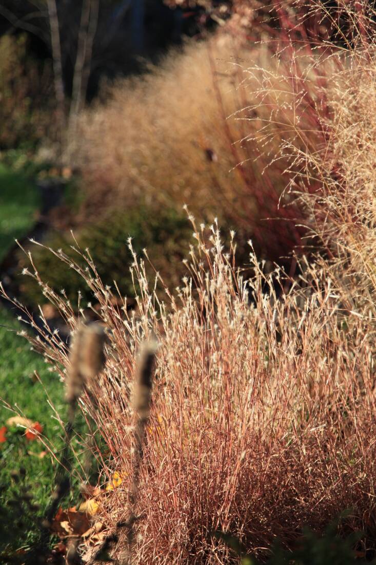 The fluffy seedheads of the grass Andropogon ternarius \2\16;Black Mountain\2\17; almost glow in the winter light along with the red branches of the red-twig dogwood (Cornus sericea) & \2\16;Shenandoah\2\17; switchgrass (Panicum virgatum) in the background and dense blazing star (Liatris spicata) in foreground. Photograph courtesy of Refugia.