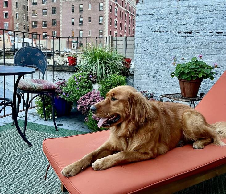 Jasper enjoys my roof terrace on the Upper West Side of Manhattan. Potted plants include: Karl Foerster grass, calibrachoa, sedums, and geraniums. Photograph by Richard Hayden.