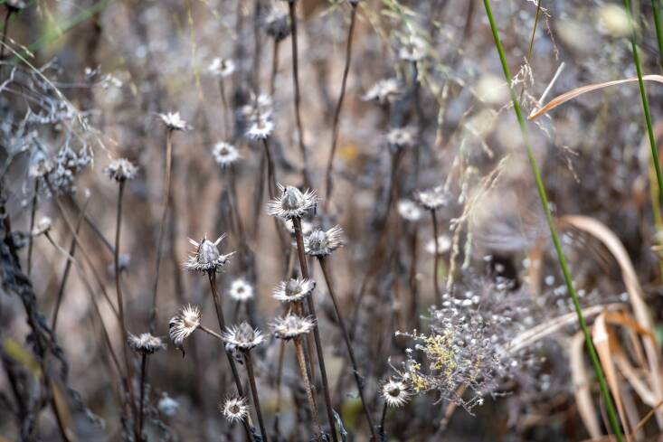 Above: The winter seed heads of purple coneflowers on the High Line. Photo by Timothy Schenk, courtesy of the High Line.