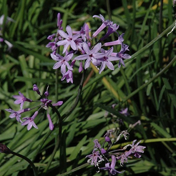 \2\20;I’ve been obsessed with Tulbaghia violacea since seeing it planted with lavender and Stipa tenuissima at the Tom Stuart-Smith-designed Le Jardin Secret in Marrakesh. I’d love a bagful of bulbs to plant out next spring, \2\20;writes in Clare. Photograph via Armstrong Garden Centers.