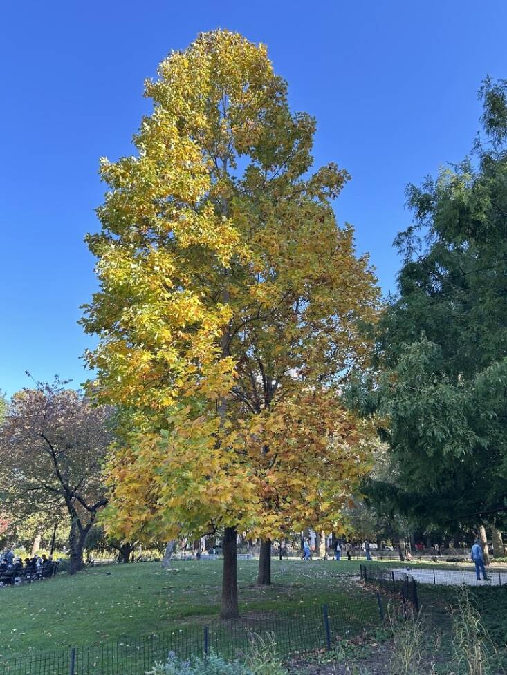 Above: A native tulip tree (Liriodendron tulipifera) grows in Washington Square Park. It’s a larval host for the Eastern Swallowtail butterfly. Photograph by Georgia Silvera Seamans.