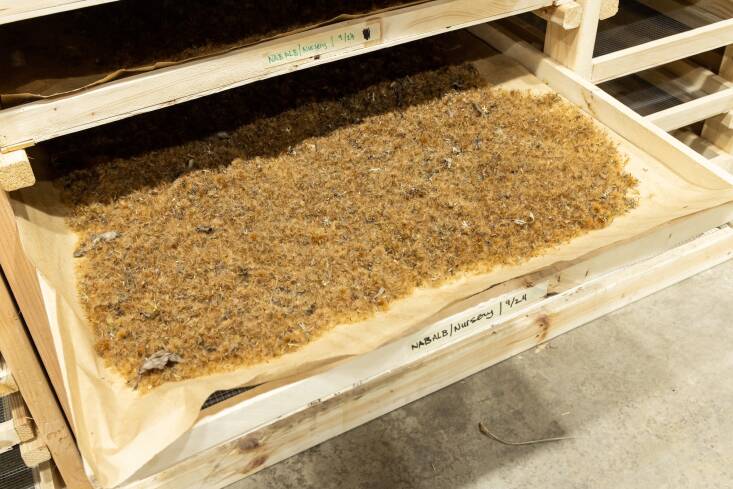 At the Chicago Botanic Garden, native seeds are dried at \15 percent relative humidity for at least three weeks to prepare them for storage. Photograph courtesy of Chicago Botanic Garden.