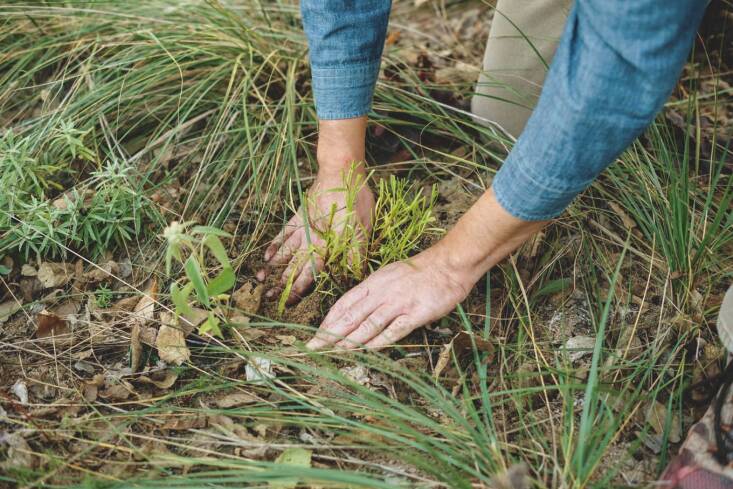 When planting, try to disturb the soil as little as possible so weed seeds are not brought up to the soil surface. Photograph by Austin Hyler Day, courtesy of American Horticultural Society.