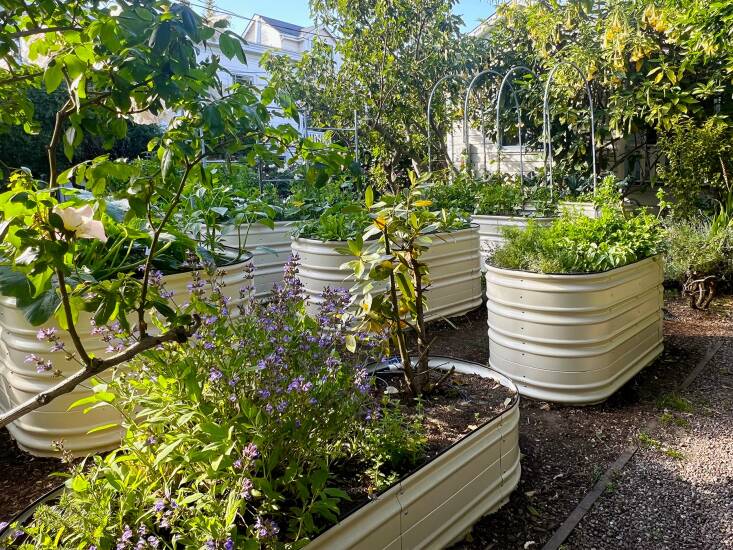 Samin and the neighbors recently replaced their old wood-framed vegetable beds with Vego\2\16;s metal raised beds. \2\20;They look quite pretty and keep the garden organized, but I’ll be honest—they save my back! Not having to crouch on your knees to tend to the plants really makes all the difference. Also, perhaps because they were newly filled with fresh soil this year, the plants grew like gangbusters. I’ve never seen anything like it!\2\2\1;