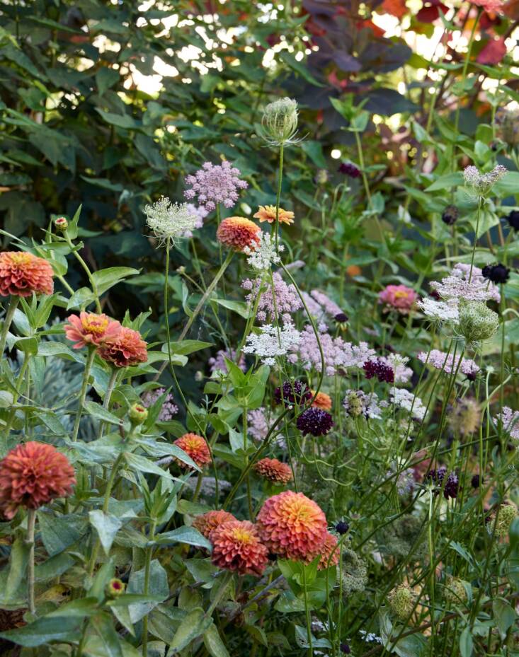 \2\20;I like to stick to peachy-apricoty blooms on one side of the garden and a dark, moody purpley-chocolatey palette on the other,\2\2\1; says Samin of her flower beds. \2\20;This year I went overboard and got a bazillion bulbs, which we are about to get into the ground after letting them chill in the fridge for a couple of months.\2\2\1;