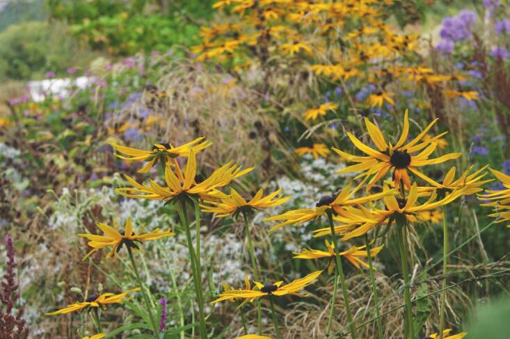 Naturalistic planting in a woodland garden. Pictured is Rudbeckia fulgida var. sullivantii \2\16;Goldsturm\2\17;. Phottograph via Shutterstock, courtesy of American Horticultural Society.
