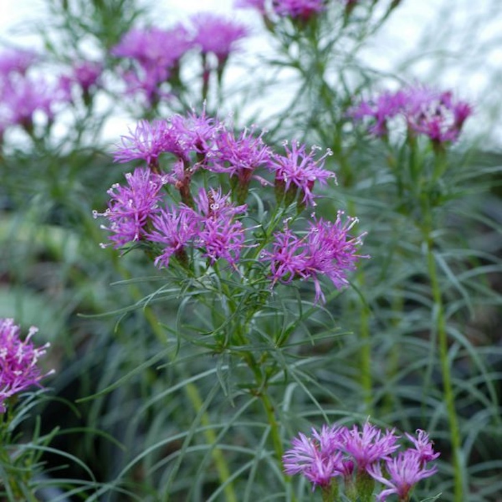 A \1-pint pot of Vernonia lettermannii \2\16;Iron Butterly\2\17; is \$\19 at White Flower Farm.