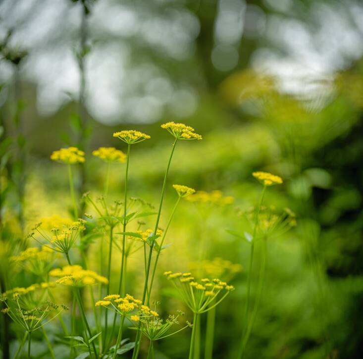 Herman is especially fond of umbels like the vibrant Zizia aurea. Photograph by Neil Landino, from A Moment in Time.
