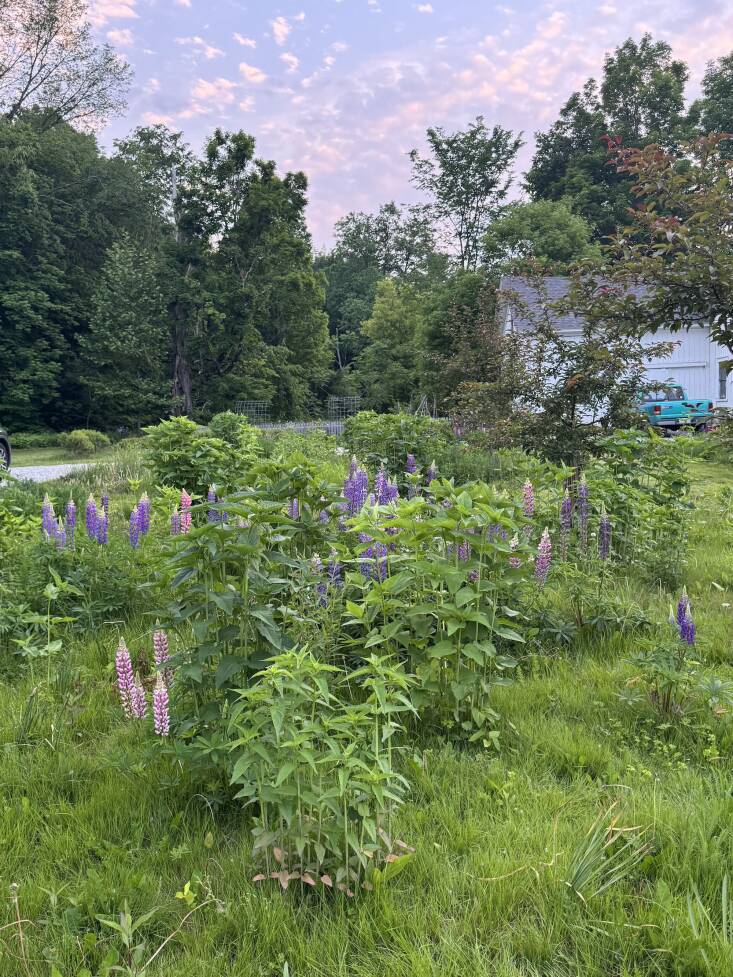 Lupines popping up willy-nilly.