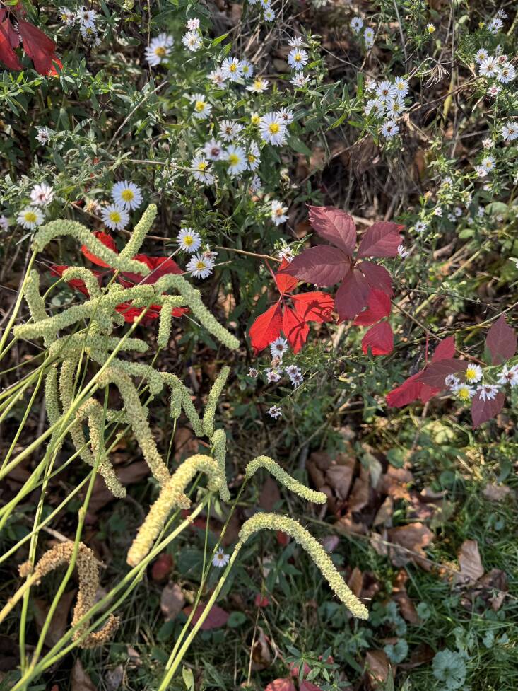 The bottlebrushes of S. parviflora (I think?) against Parthenocissus and Aster ericoides in fall. Photograph courtesy of Nick Spain.