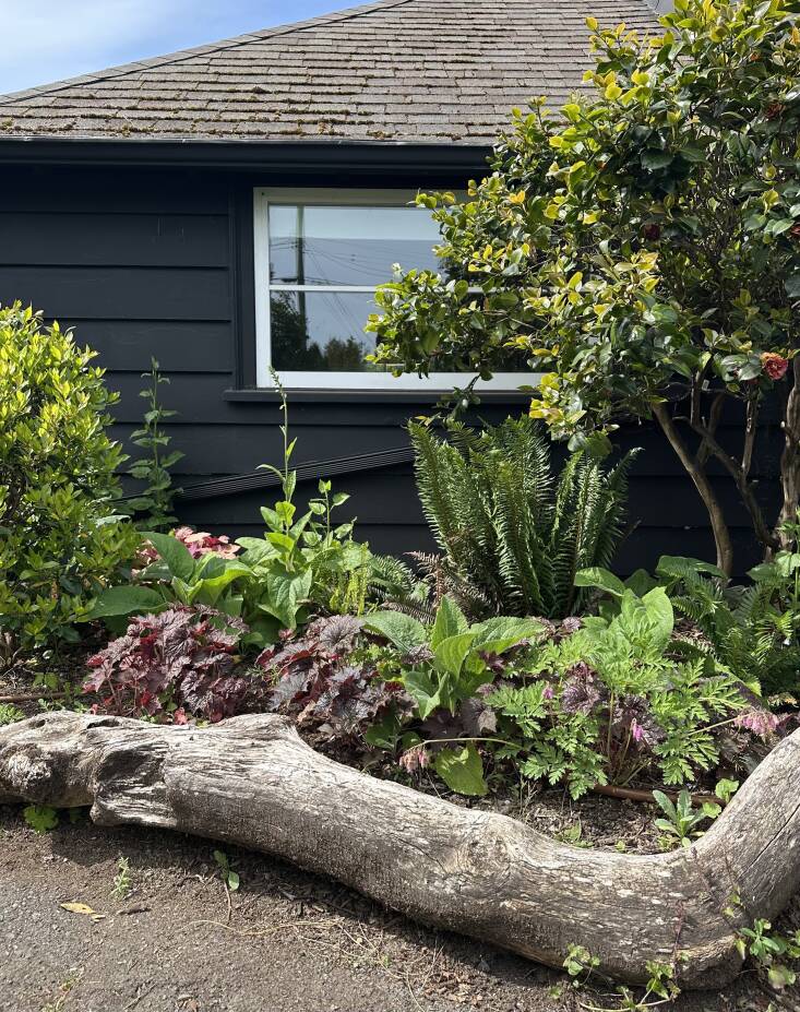 Campbell made use of a major limb from one of the felled trees to create an edge for this garden bed, which includes existing shrubs and newly-planted perennials.