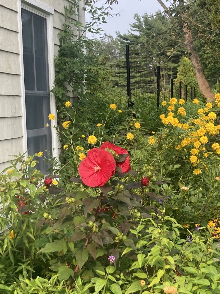  Jonathan Galassi Garden