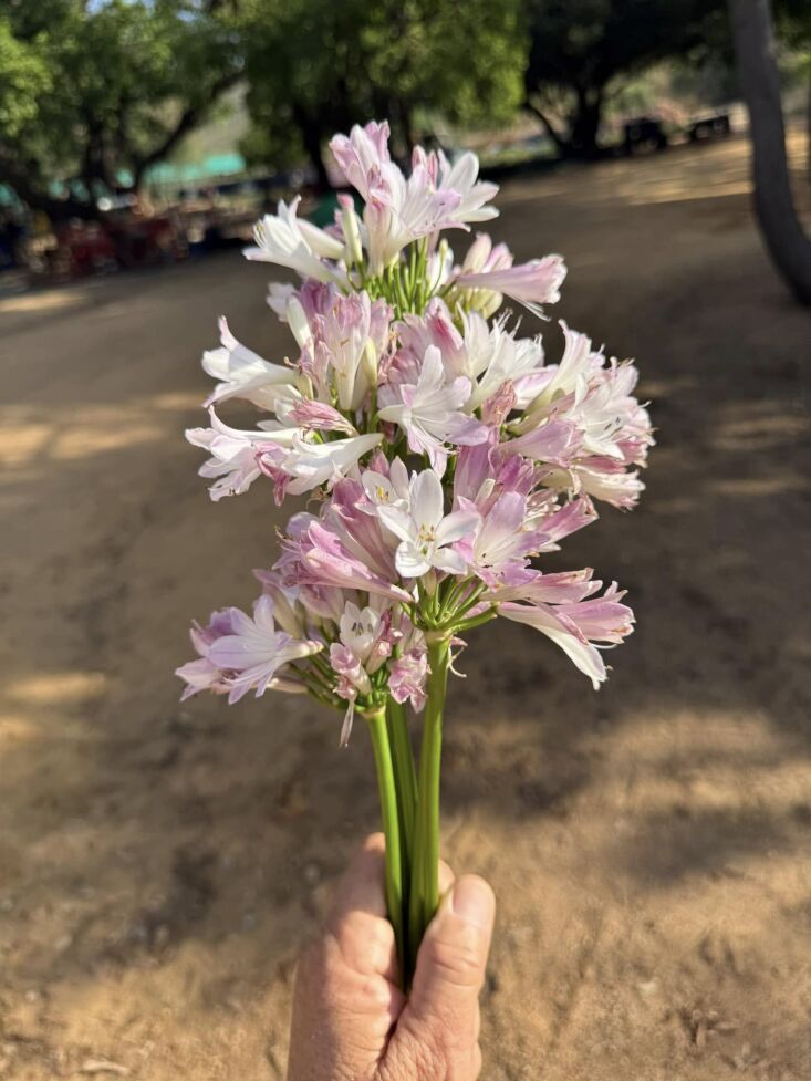 \2\20;Just saw this plant innovation from the Home Depot Plant Trials: the world\2\17;s first pink agapanthus, a \20\27 release called Poppin\2\17; Pink Agapanthus.\2\2\1; \2\1\1; Kier Holmes; photograph from The Aloe Farm