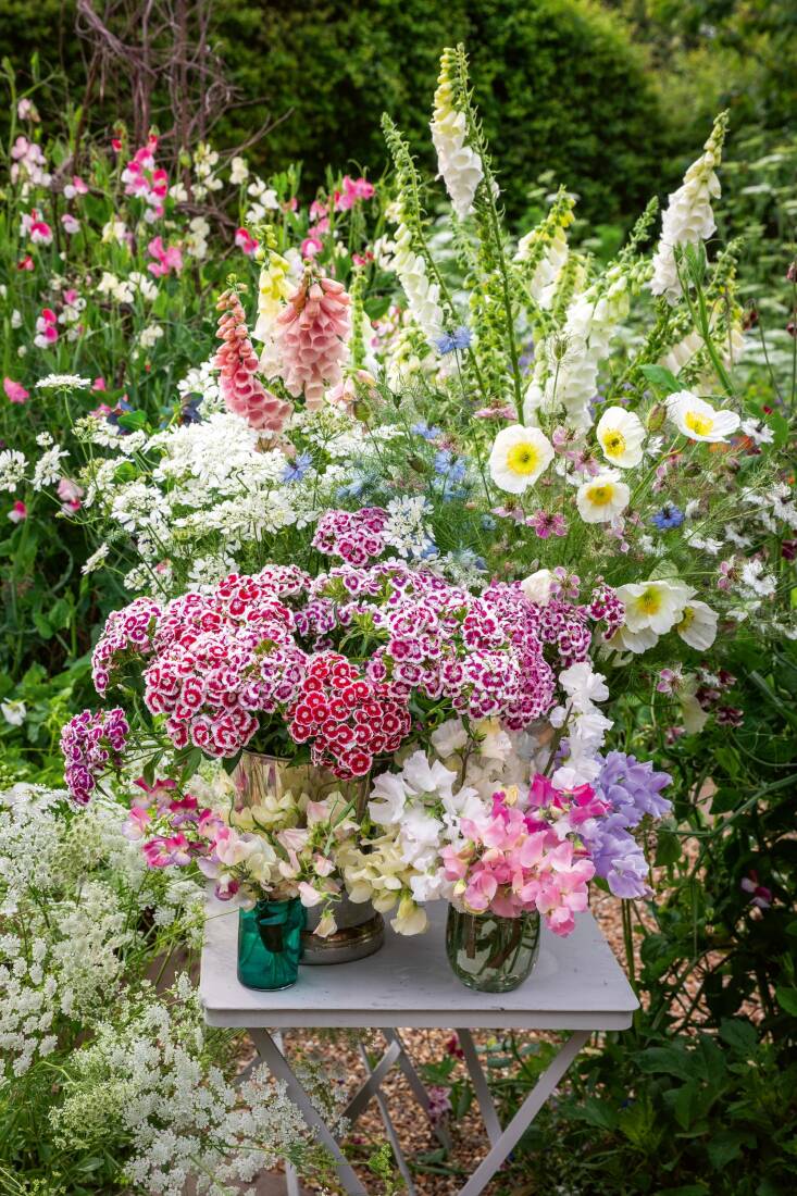Buckets of June wedding flowers including Dianthus barbatus \2\16;Electron Mix\2\17; \2\1\1; Sweet William; Papaver nudicaule \2\16;Champagne Bubbles Mix\2\17; F\1 \2\1\1; Iceland poppies; Ammi majus \2\1\1; Bishop\2\17;s flower; Orlaya grandiflora \2\1\1; White laceflower. syn. Caucalis daucoides; Caucalis grandiflora; Digitalis purpurea f. albiflora syn. D. alba \2\1\1; White foxglove; and Nigella damascena \2\16;Persian Rose\2\17; \2\1\1; Love-in-a-mist. Fragrant sweet peas burst from colored jars. Photograph by Jonathan Buckley.