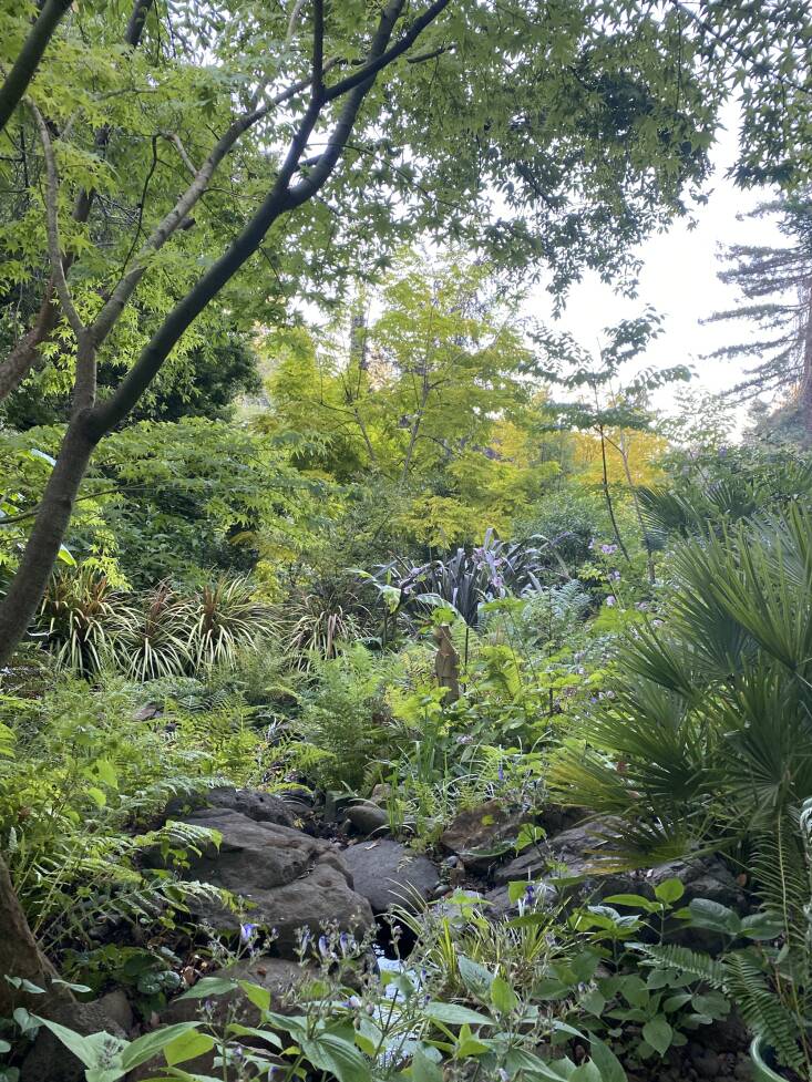 More than 350 different species of trees were planted more than 60 years ago. Photograph courtesy of Western Hills Garden.