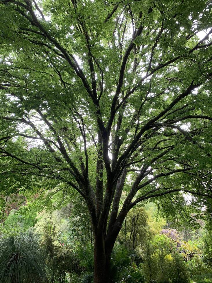 Among the garden\2\17;s most notable plants is an 84-foot-tall Zelkova (pictured), the largest Eucalyptus rubida (candlebark gum) tree in the United States, and a mature endangered Jubaea chilensis. Photograph courtesy of Western Hills Garden.