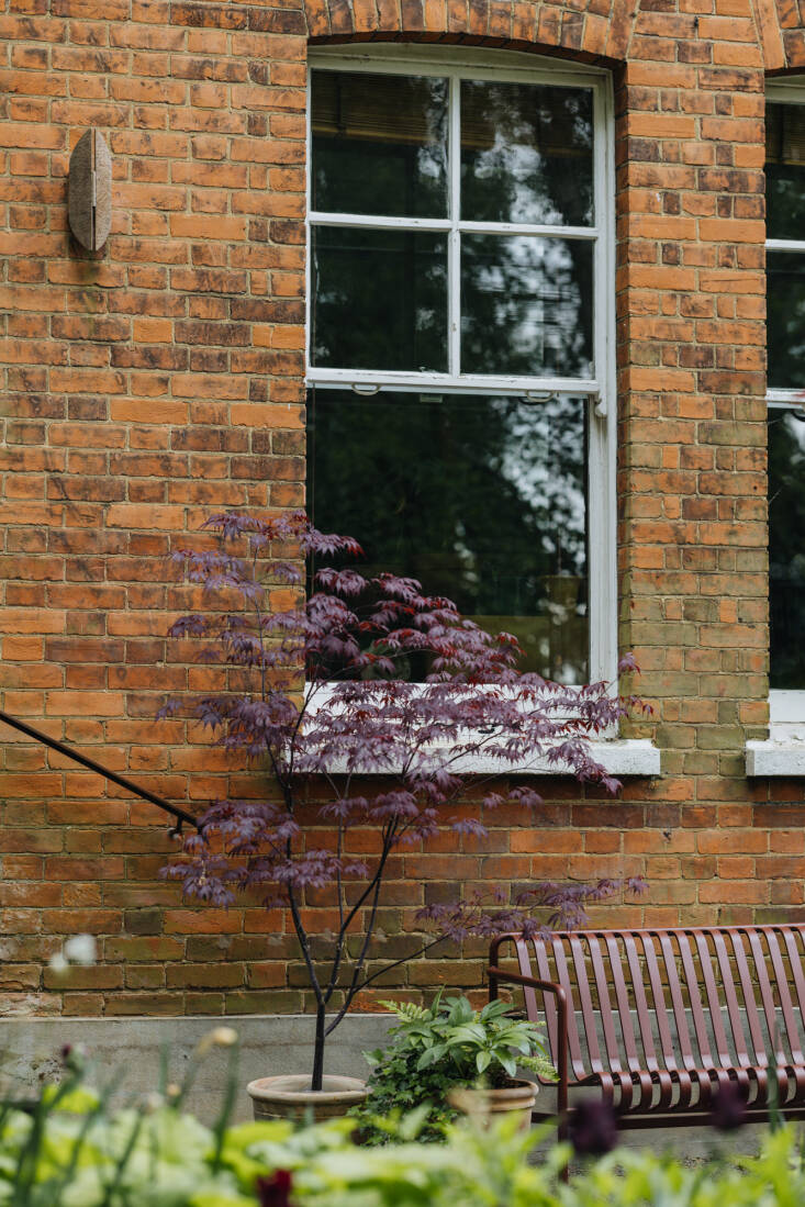 A potted Acer palmatum \2\16;Bloodgood\2\17; with dark maroon leaves echoes the bench next to it.