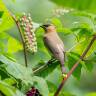 Ask the Expert: How to Create a More Bird-Friendly Yard
