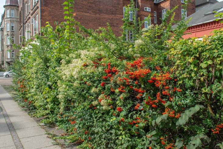 Located in Copenhagen, Denmark, this urban mixed hedge includes Pyracantha coccinea and Clematis vitalba.