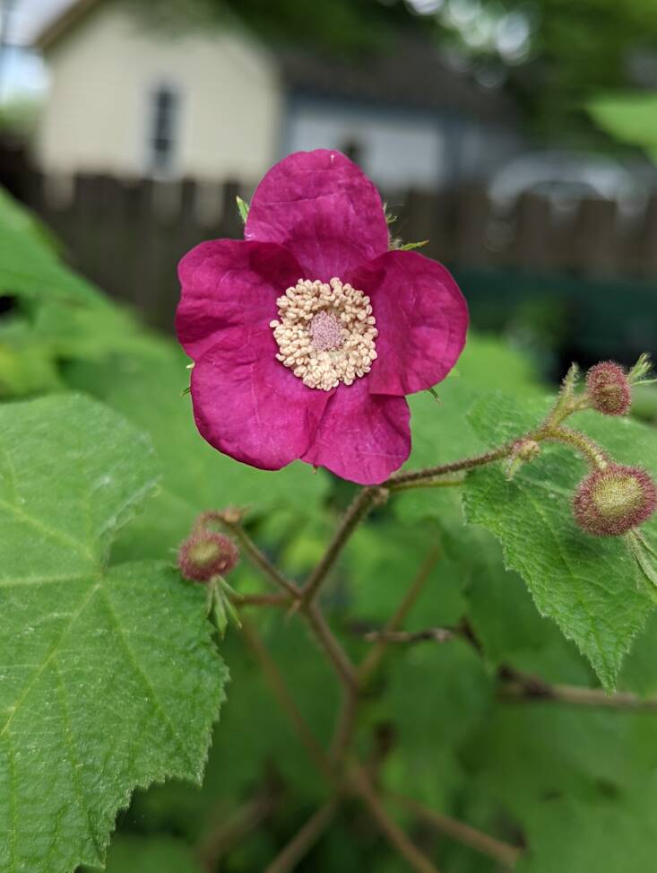 Eastern thimbleberry (Rubus odoratus). Photograph by Joy Yagid.